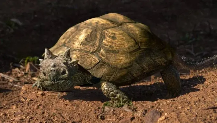 Patagonia Uncovers New Horned Turtle Species From the Late Cretaceous
