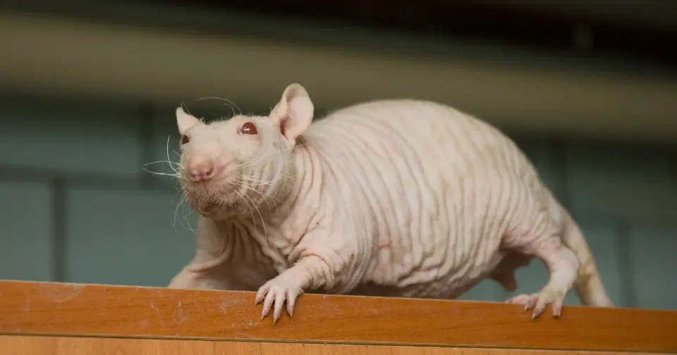 Naked mole-rats reveal clues to aging: longevity, cancer resistance, and hypoxia survival