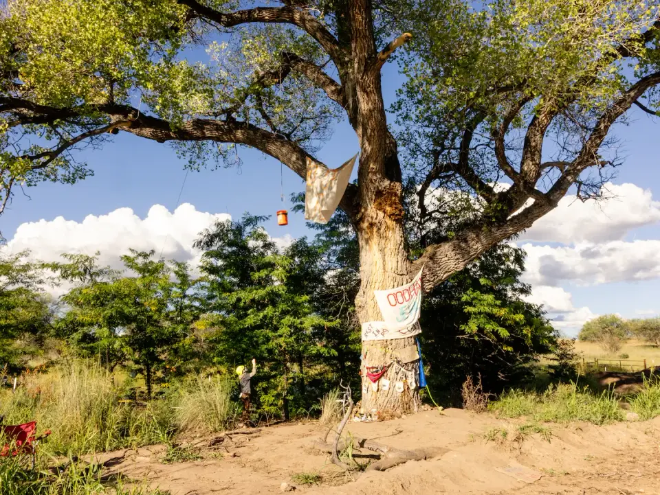 Border Agents Felled Ancient Cottonwood After Two-Month Activist Standoff