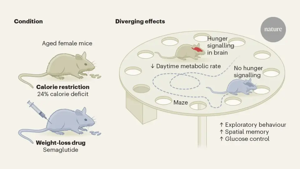 Semaglutide Extends Mice Lifespan by 12% Beyond Calorie Restriction