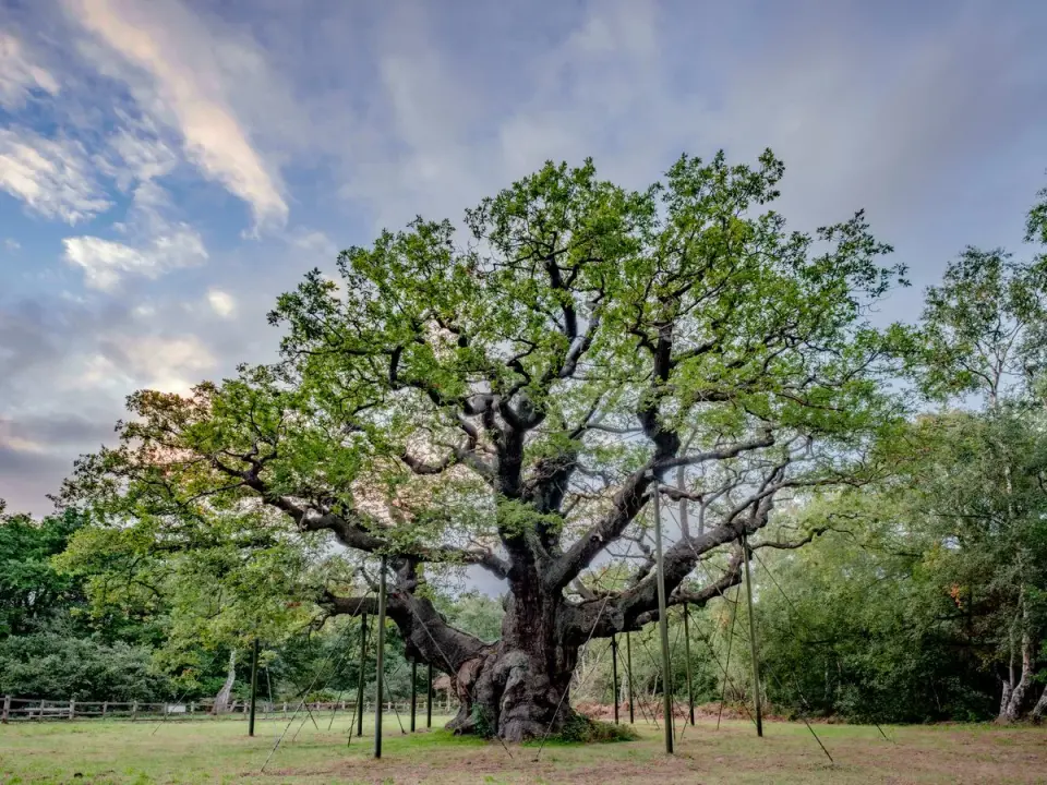 1,000-Year-Old Major Oak Dies in Sherwood Forest Amid Heatwave Struggles