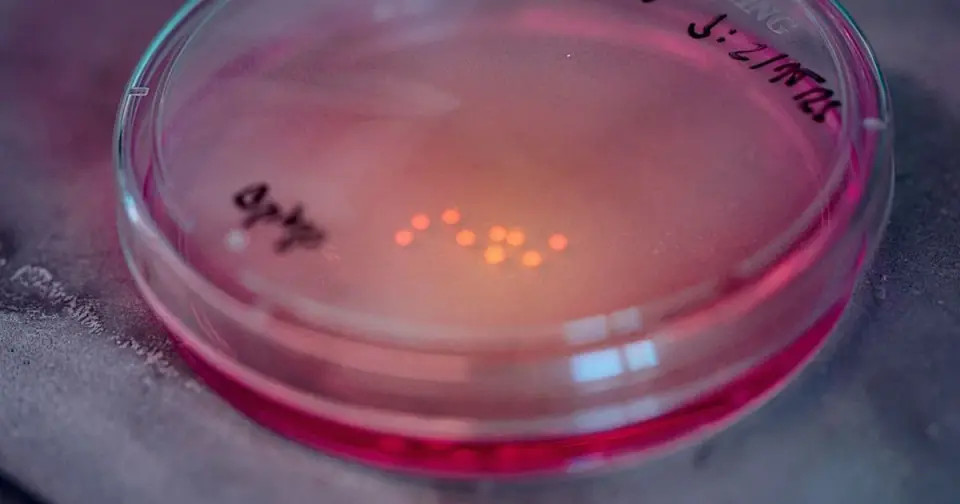 Five-Year Lab Brain Organoids Push the Boundaries of Maturation