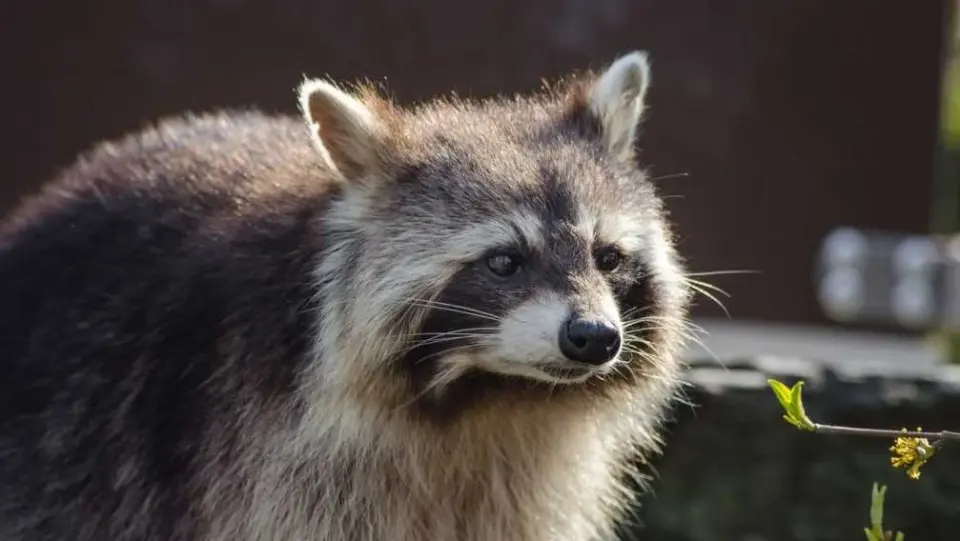 Marion, Mass. Issues Rabies Alert After Raccoon Tests Positive Near Water Tower