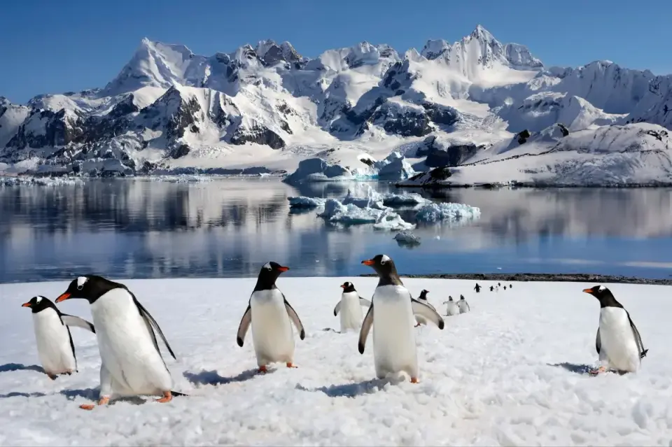 Penguin Guano Fuels Green Algae, Accelerating Antarctic Snowmelt