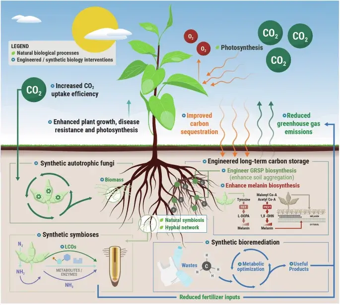 Synthetic biology targets soil fungi to boost carbon sinks and ecosystem resilience
