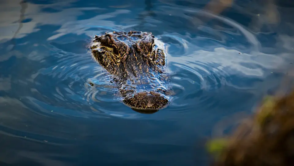 Gator attack claims life of Florida swimmer in Oviedo river