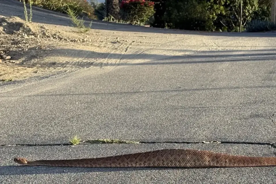 Viral photo shows unusually fat rattlesnake, stunning viewers
