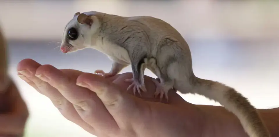 Emotional Bias in Science: Why Researchers Ignore the Majority of Animal Species