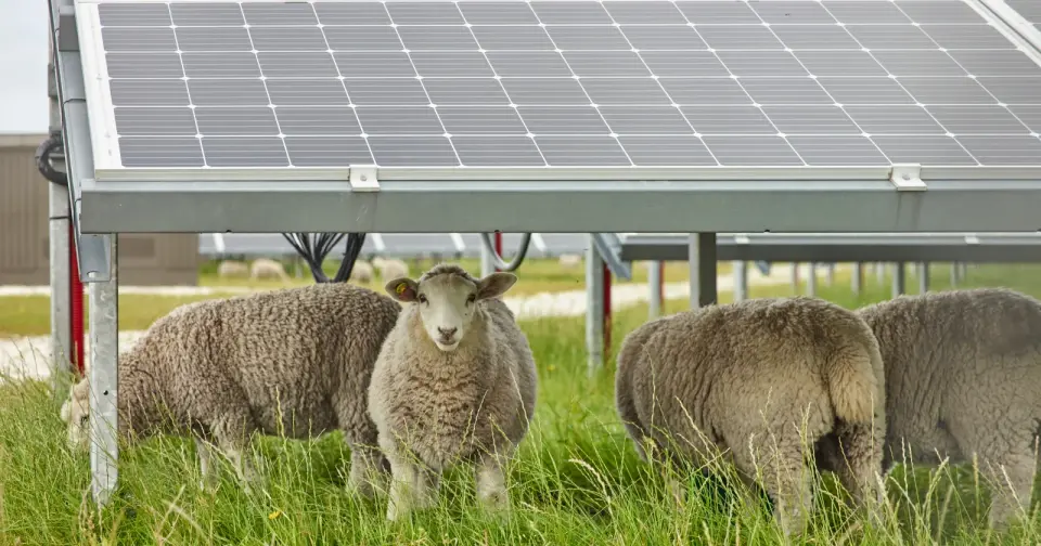 Oregon Study: Solar Shade Reduces Grass Volume but Maintains Lamb Growth via Higher Nutrient Density