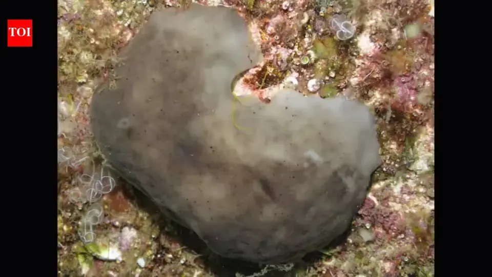 Hardy sea sponge shows potential as a natural harbor cleaner in polluted Spain