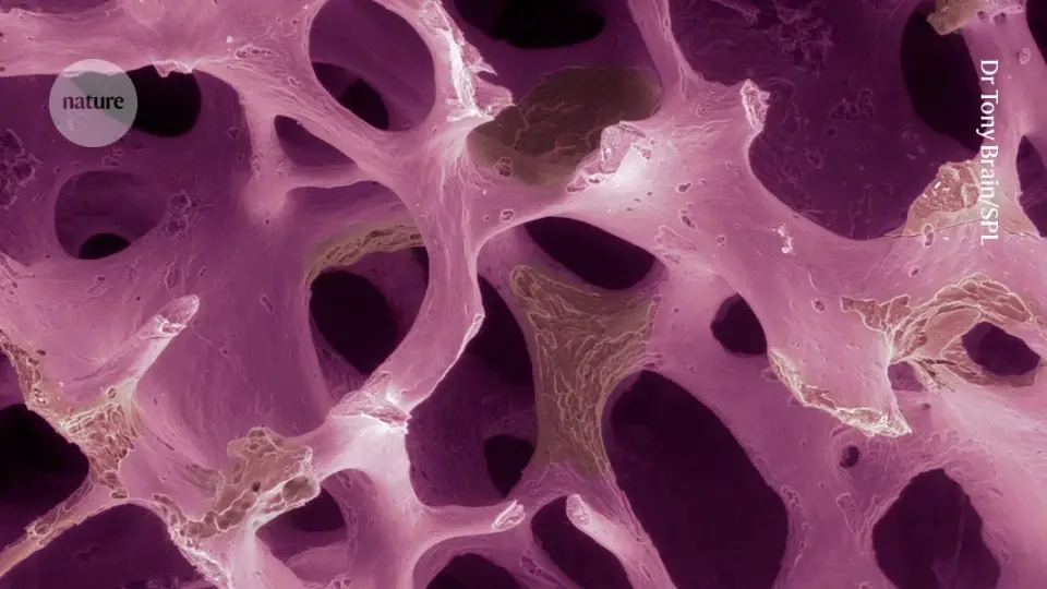 Fucose-Modified Stem Cells Show Promise in Rebuilding Brittle Bones
