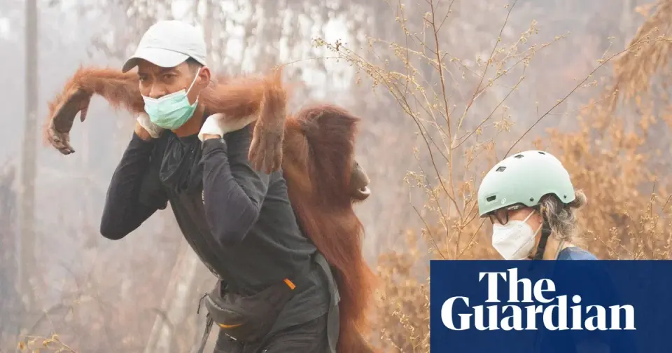 Borneo Wildfires Threaten Rare Primates as Rescuers Battle 'Zombie Fires'