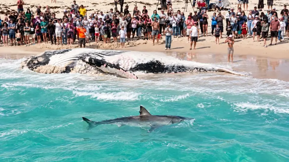 13-Metre Whale Carcass Forces Closure of Perth's City Beach as Sharks Circle Shoreline