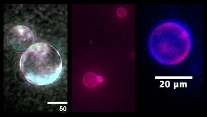 SpudCell: Open-source synthetic cells to run tiny, low-carbon factories
