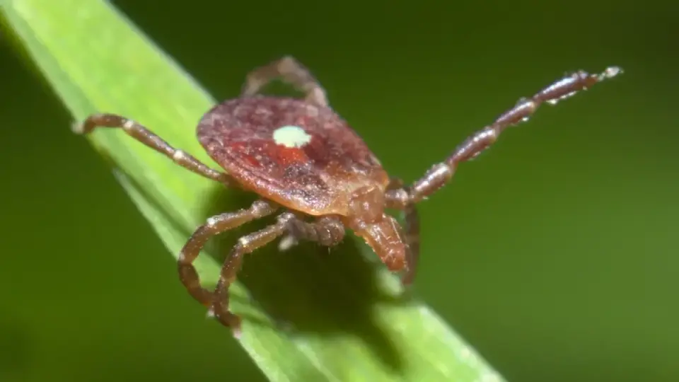 Eight Tick Myths Debunked as Climate Change Expands Their Range