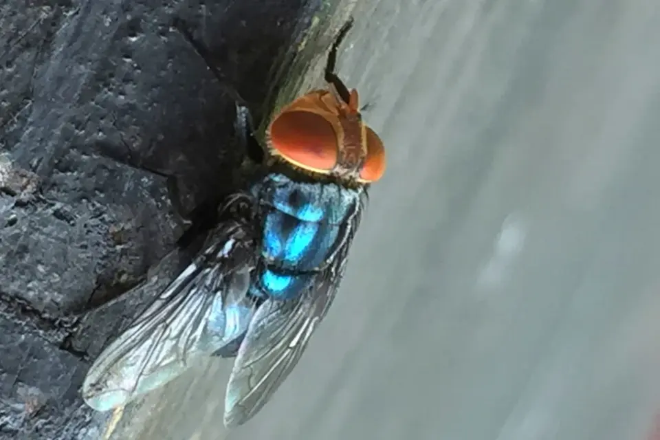 New World Screwworm Returns to the U.S.; Sterile-Fly Program Ramps Up
