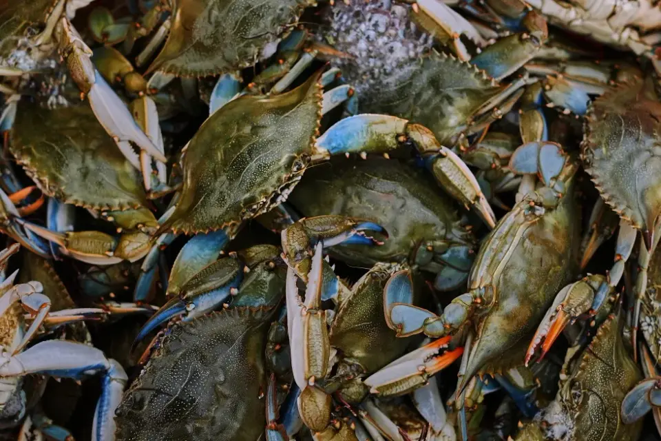 Italy's Failed Blue Crab Cull Sparks a New Octopus Experiment