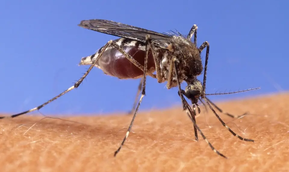 Mosquitoes in Three Las Vegas ZIP Codes Test Positive for West Nile Virus