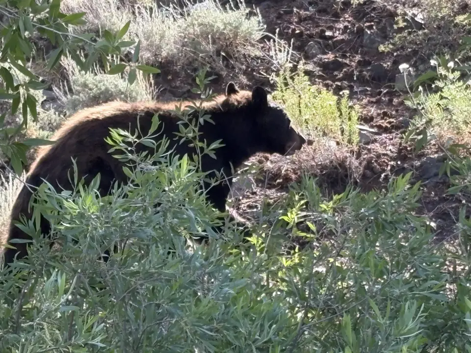 Bear breaches Estes Park home, injures elderly resident amid Colorado's wildlife surge