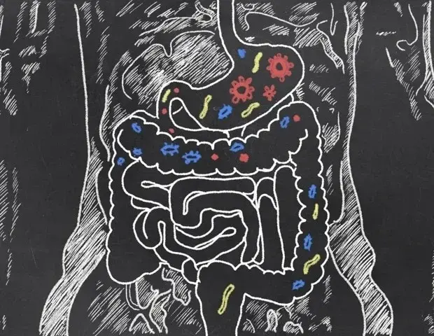 Plant-based diets rewire gut microbes to boost beneficial metabolites