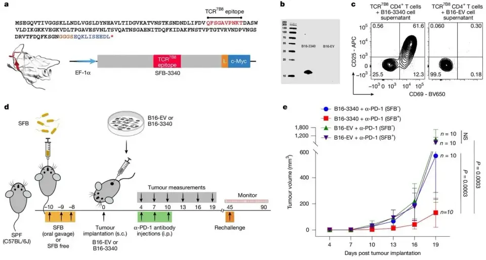 Gut Microbes May Tilt the Odds in Cancer Immunotherapy