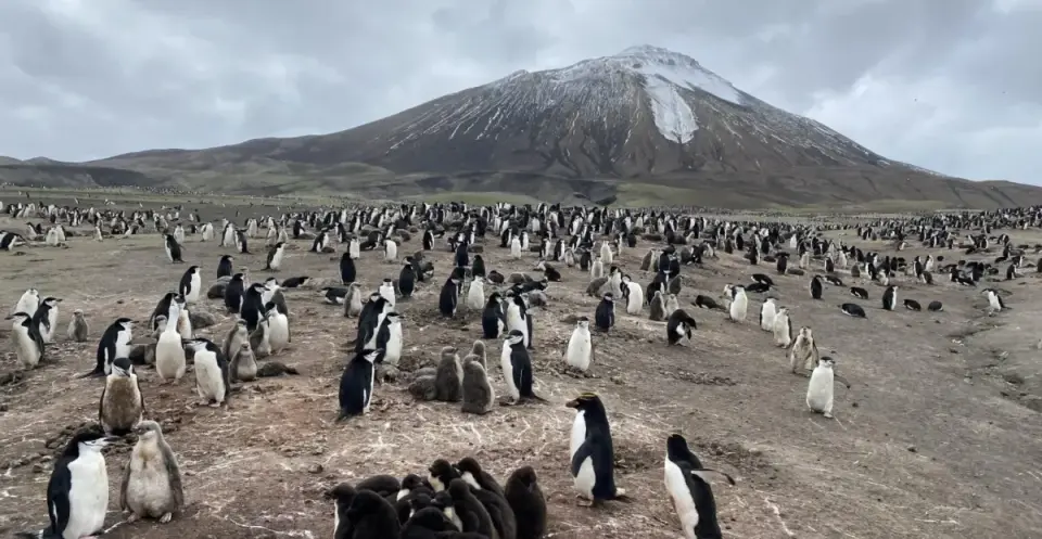 Zavodovski Island loses world’s largest penguin colony status amid 63% chinstrap crash