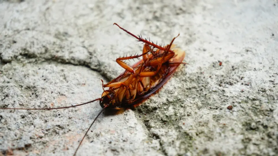Cockroach Genomes Spotlight Common Cross-Species Gene Transfers