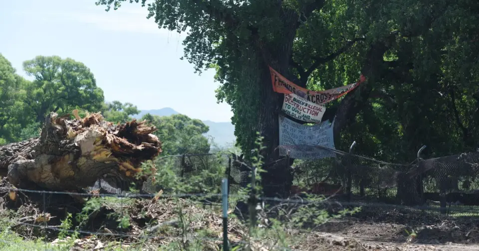 Border Agents Arrest 10 Activists After Felling 250-Year-Old Cottonwood in Arizona