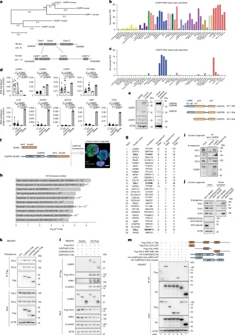 Caspase-5c amplifies Wnt signaling to sustain intestinal renewal