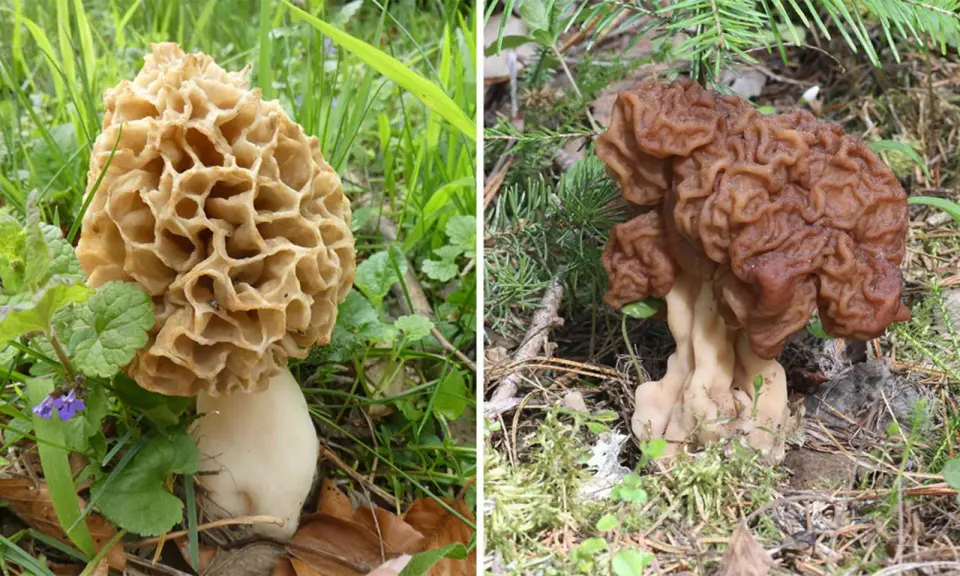 When foraging risks meet neurodegenerative mystery: wild false morels and ALS