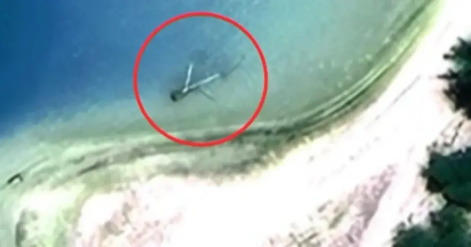 Purdue-led expedition confirms Nikumaroro 'plane' is washed-up trees, not Earhart wreckage
