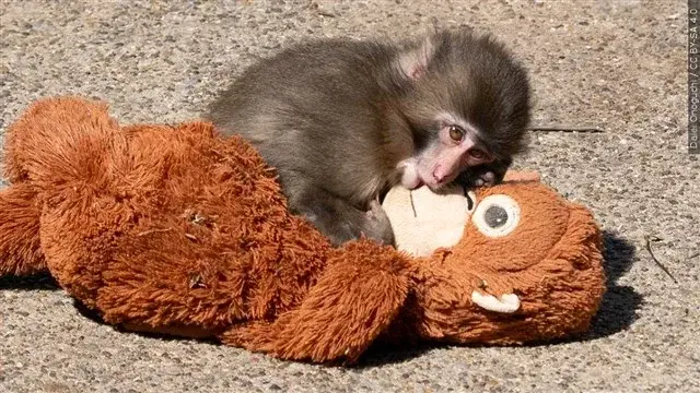 Two Americans Arrested in Japan After Entering Viral Monkey Punch's Enclosure