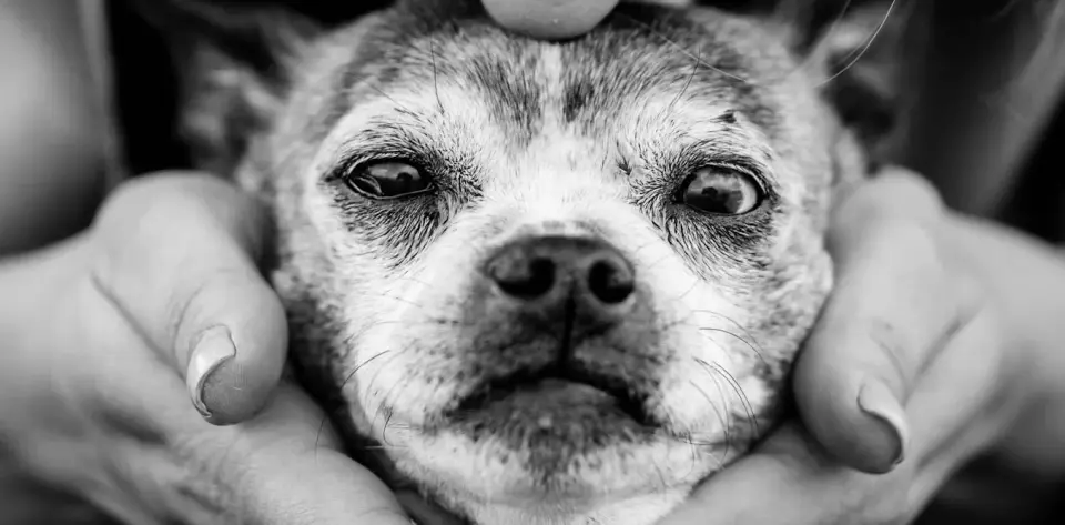 New Study Finds Dog Brain Pathology Mirrors Human Alzheimer’s, Offering New Research Model
