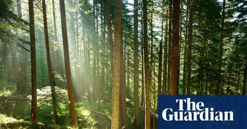 Forests' carbon sink may be weaker than photosynthesis alone implies