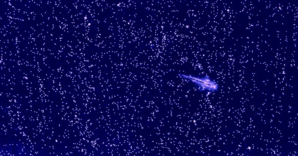 Brine Shrimp Reveal Geometry Can Reverse Turbulent Energy Flow