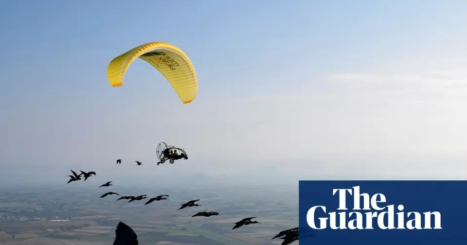 Human-led migration guides bring 15 new bald ibises to northern Spain