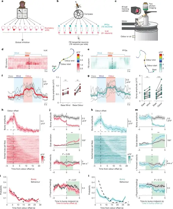 Fly brain circuit uses inhibition to switch between tracking and memory
