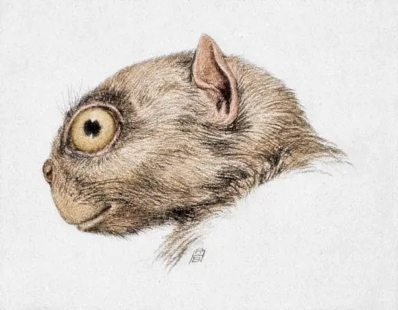 Wyoming Fossil Finds Reveal Tiny Primate Tetonius varleyorum and New Primate-Evolution Clues
