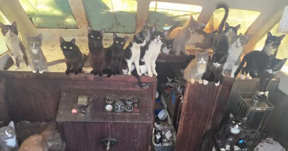 Tacoma Police Rescues Dozens of Cats From Abandoned Boat Near Owen Beach
