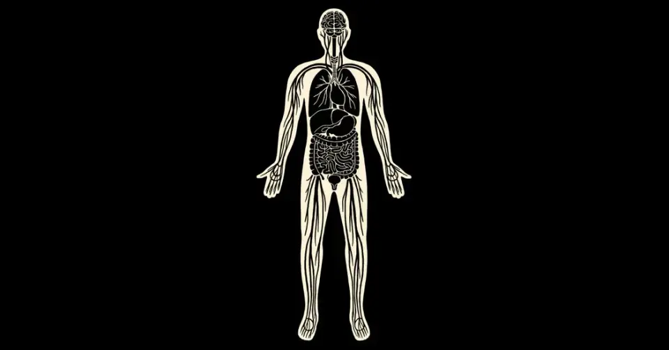 Interstitium Unveiled: The Body's Hidden Fluid Highway