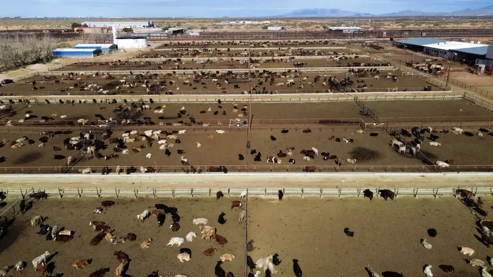 Texas hit by New World screwworm sparks cattle industry alarm