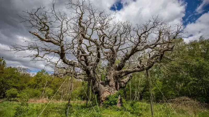 Robin Hood: How a 1,000-year-old outlaw became a worldwide myth