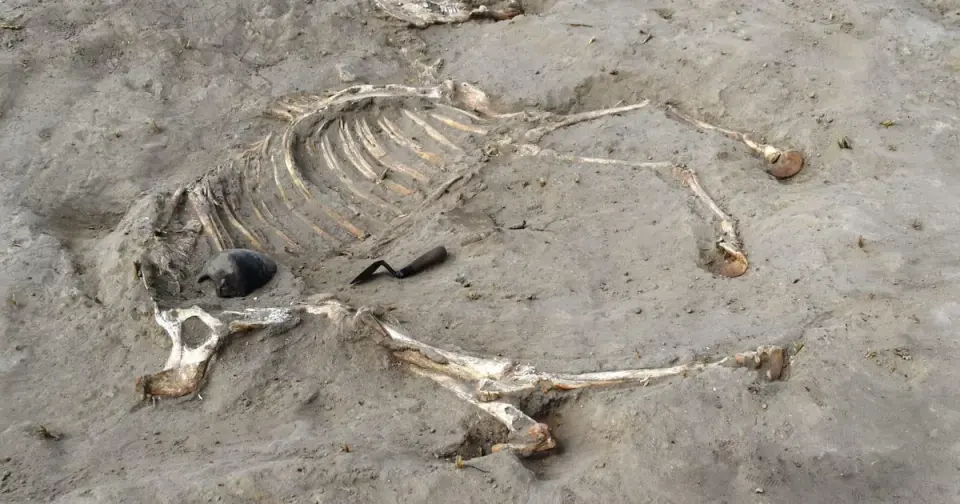 Ancient Egyptian Warhorse Buried with Honors Unearthed in Nile Delta Fortress