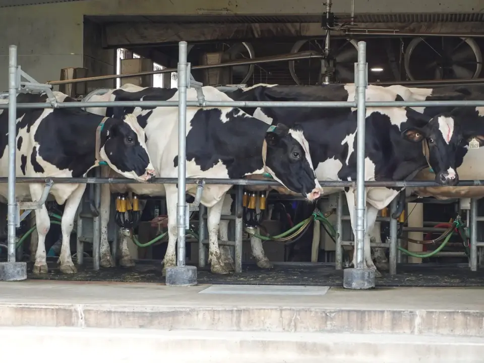 US Tariffs Stall Canadian Dairy Exports, Sparking Retaliatory Measures and Market Uncertainty