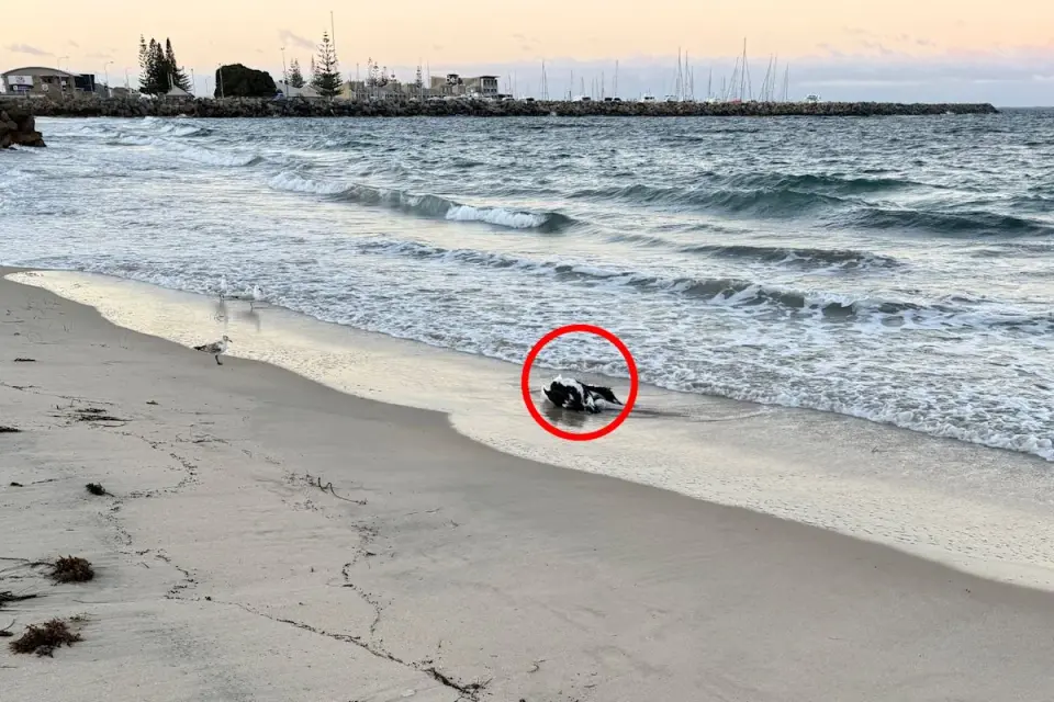 Pelican death on Fremantle beach heightens bird flu alert in Australia