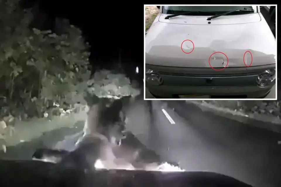 Hokkaido driver survives bear attack after vehicle is shaken and clawed