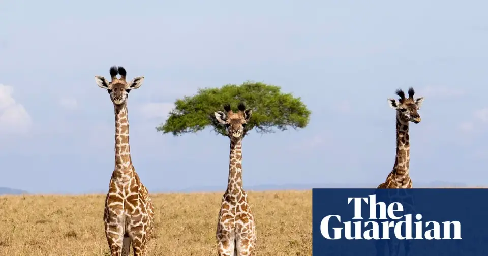 Nikon Comedy Wildlife Awards 2026 Finalists Revealed: 10,000 Entries, 43 Finalists, and a December 8 Verdict