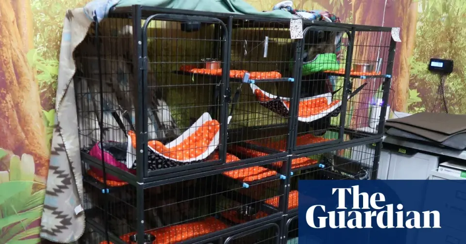 Orlando Sloth World faces probe after 31 sloths die in warehouse