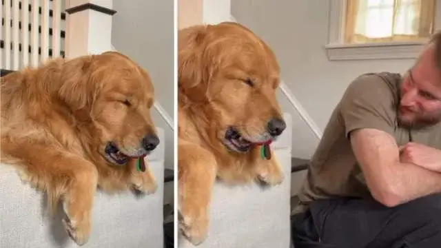 Nap-Time Showdown: Sleepy Golden Retriever Refuses to Drop Toy