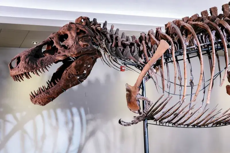 Giant skull, tiny arms: the evolutionary trade-off behind T. rex’s build